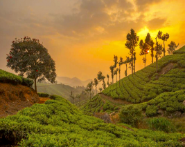 5NT & 6DYS BEST OF KERALA