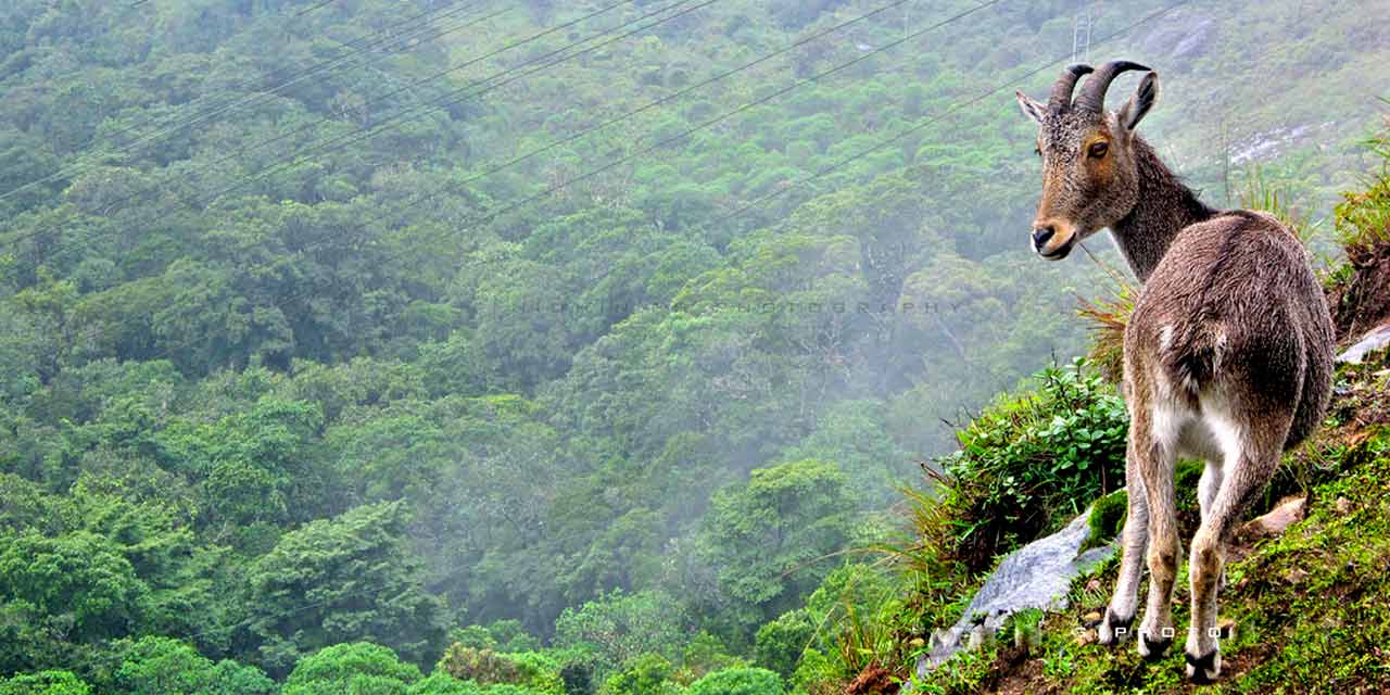6NT & 7DYS STUNNING KERALA PKG