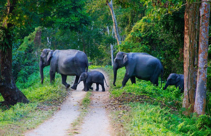 ALLURING WAYANAD AND COORG PKG